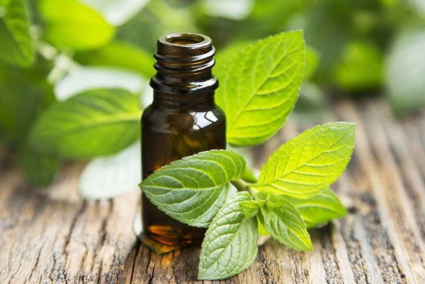 production-of-unrefined-mint-oil